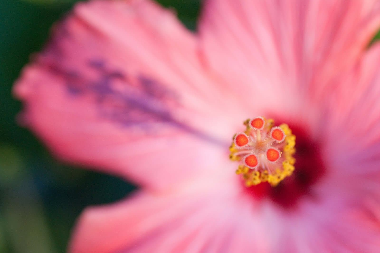 Recentering Oracle APEX Maps